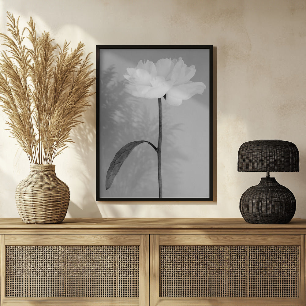 Peony 14 Poster och Canvastavla