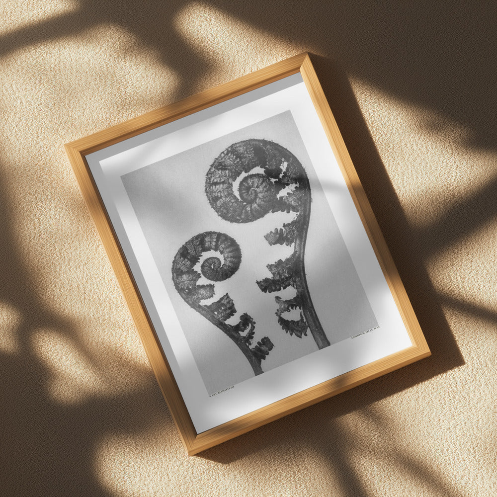 Aspidium Filix Mas Poster och Canvastavla