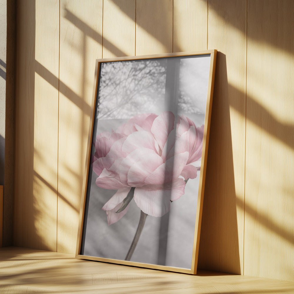 Peony Poster och Canvastavla