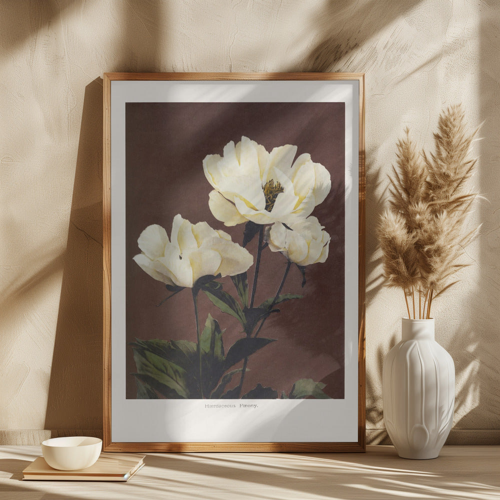 Hærdaceous Peony Poster och Canvastavla