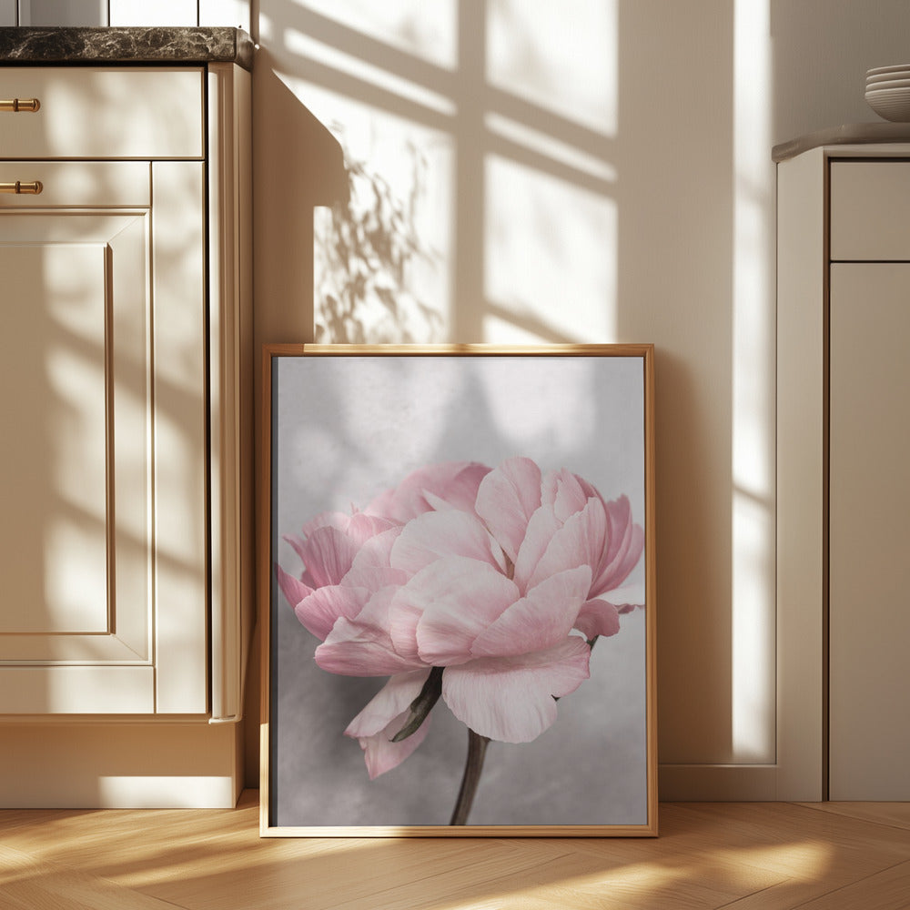 Peony Poster och Canvastavla