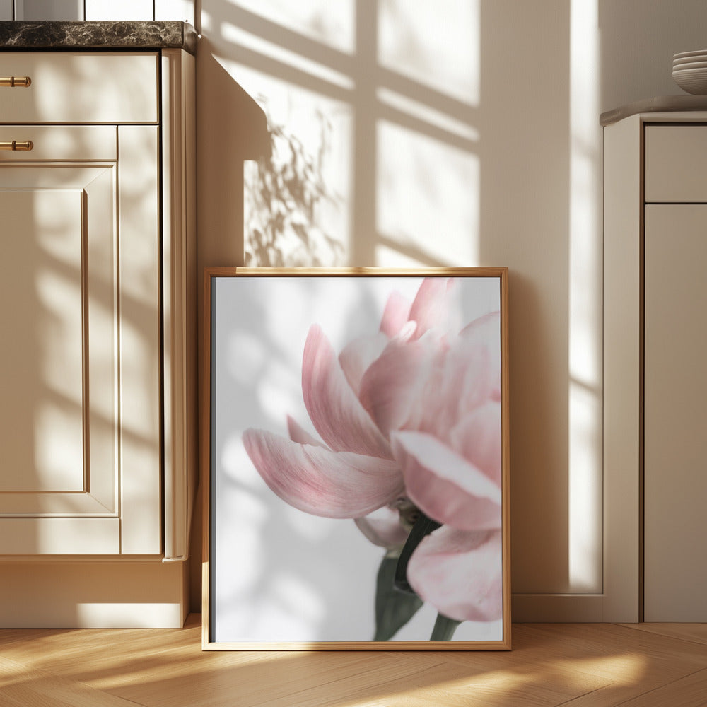 Peony 2 Poster och Canvastavla