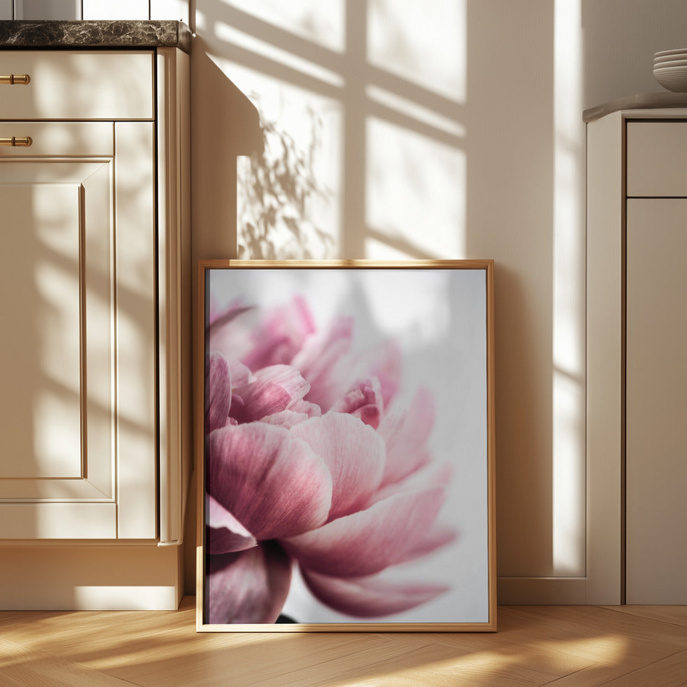 Peony 1 Poster och Canvastavla