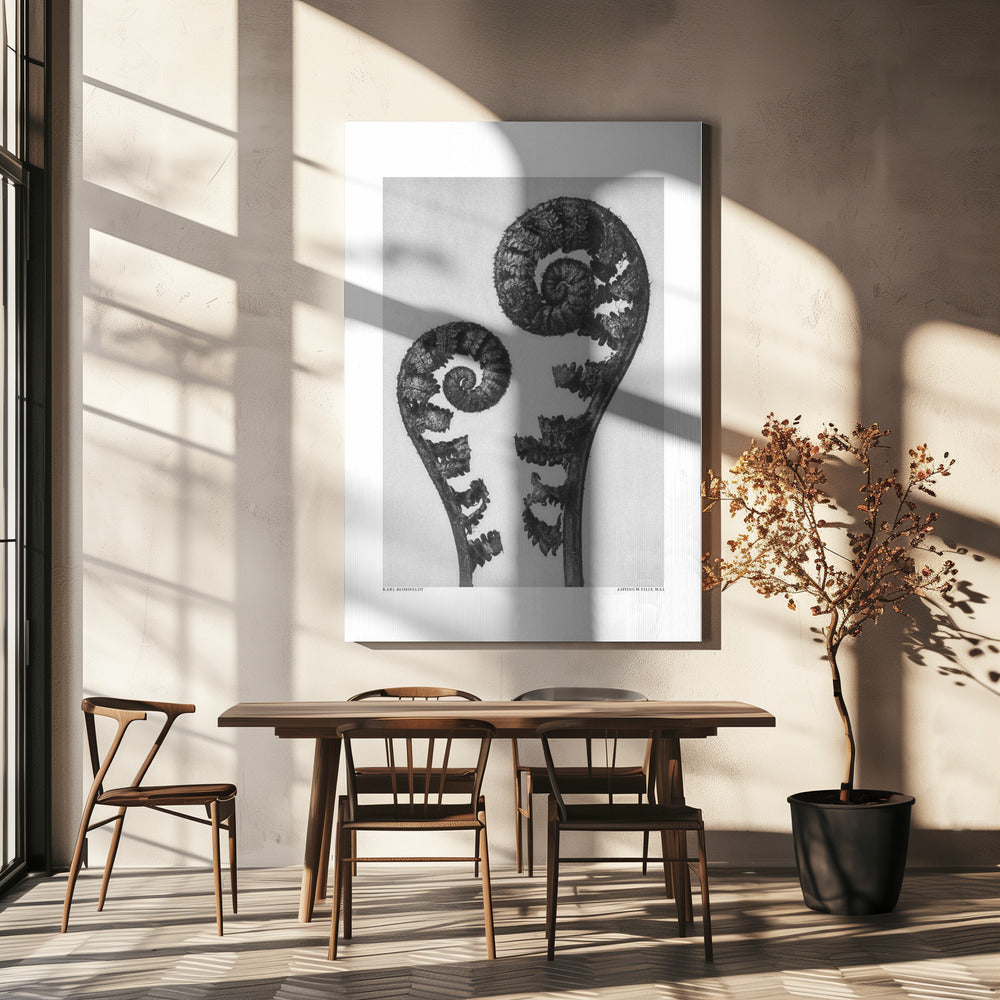 Aspidium Filix Mas Poster och Canvastavla