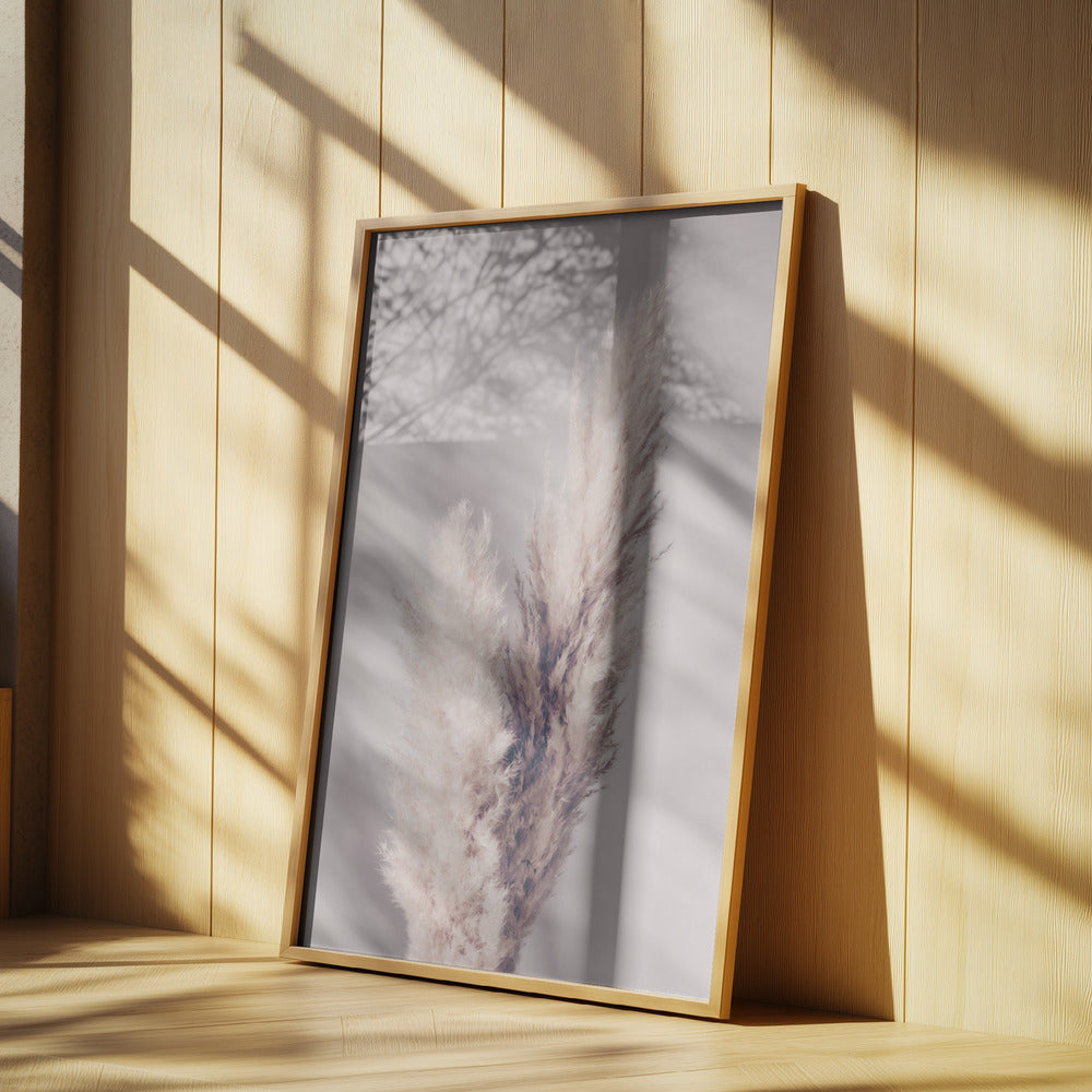 Pampas Grass Poster och Canvastavla