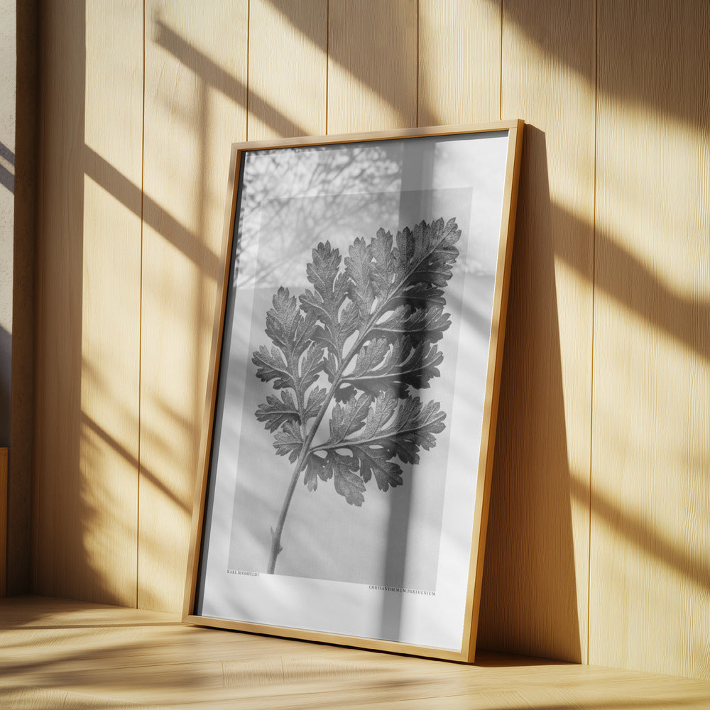 Chrysanthemum parthenium Poster och Canvastavla