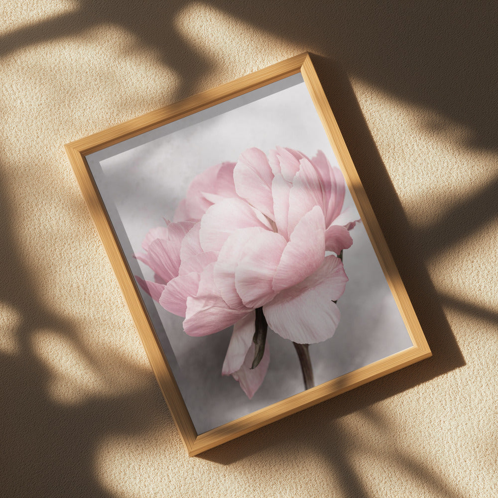 Peony Poster och Canvastavla