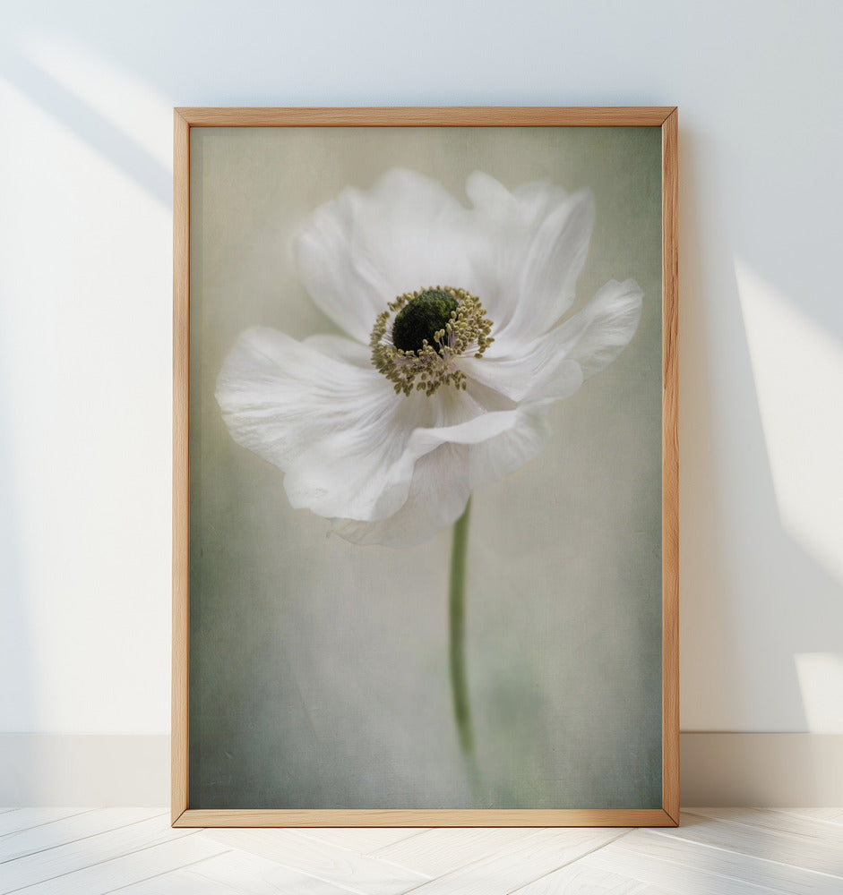 Single White Poster och Canvastavla