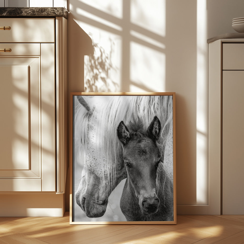 The Foal Poster och Canvastavla