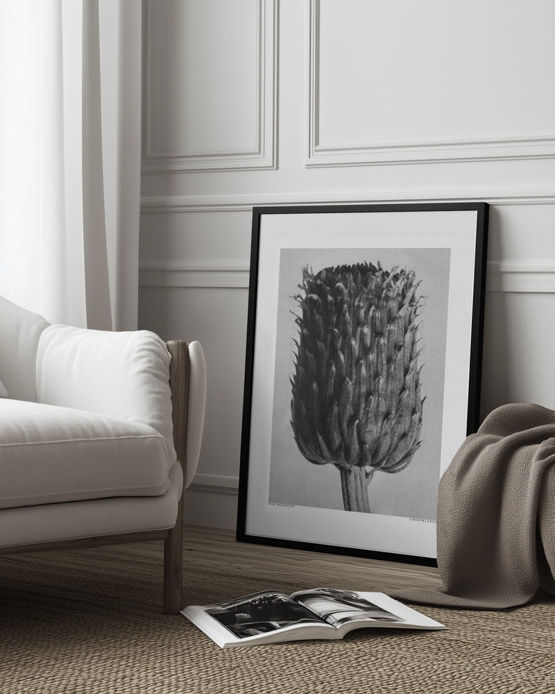 Cirsium Canum (Thistle) Poster och Canvastavla