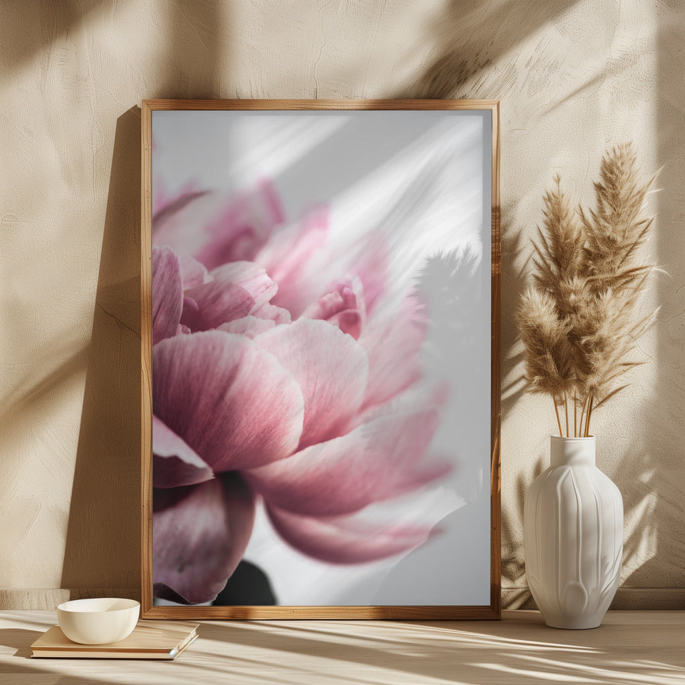 Peony 1 Poster och Canvastavla