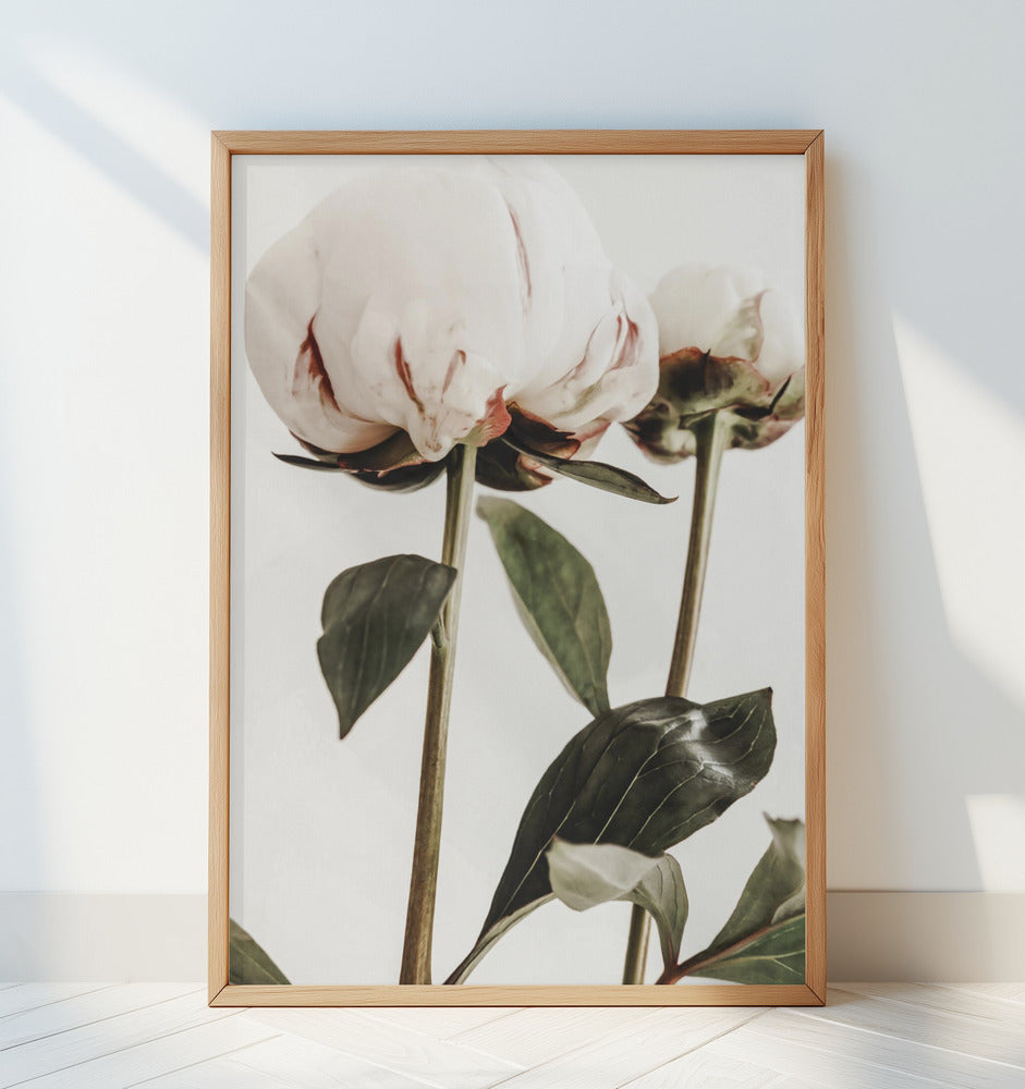 Peony 24 Poster och Canvastavla