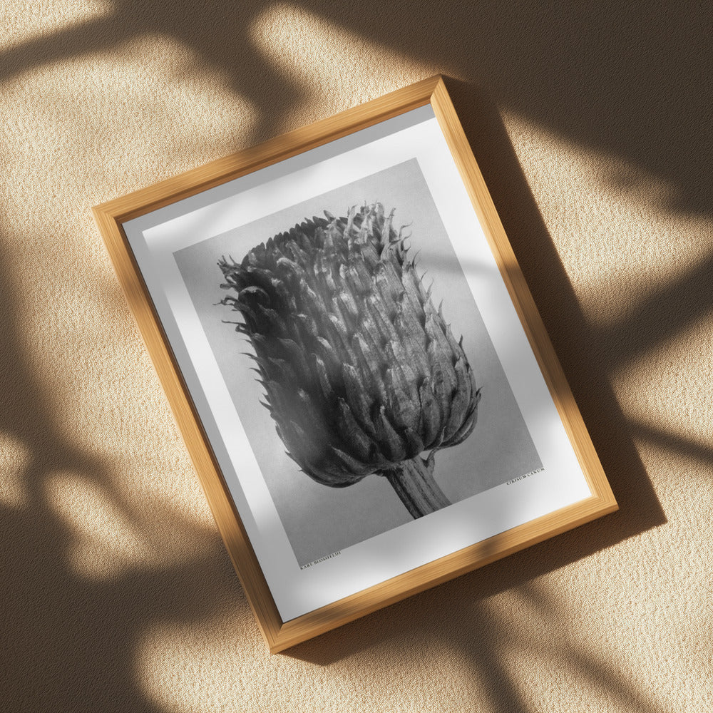 Cirsium Canum (Thistle) Poster och Canvastavla