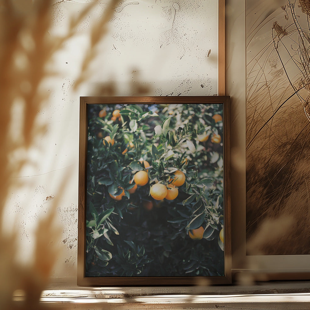 Marrakesh Oranges Poster och Canvastavla