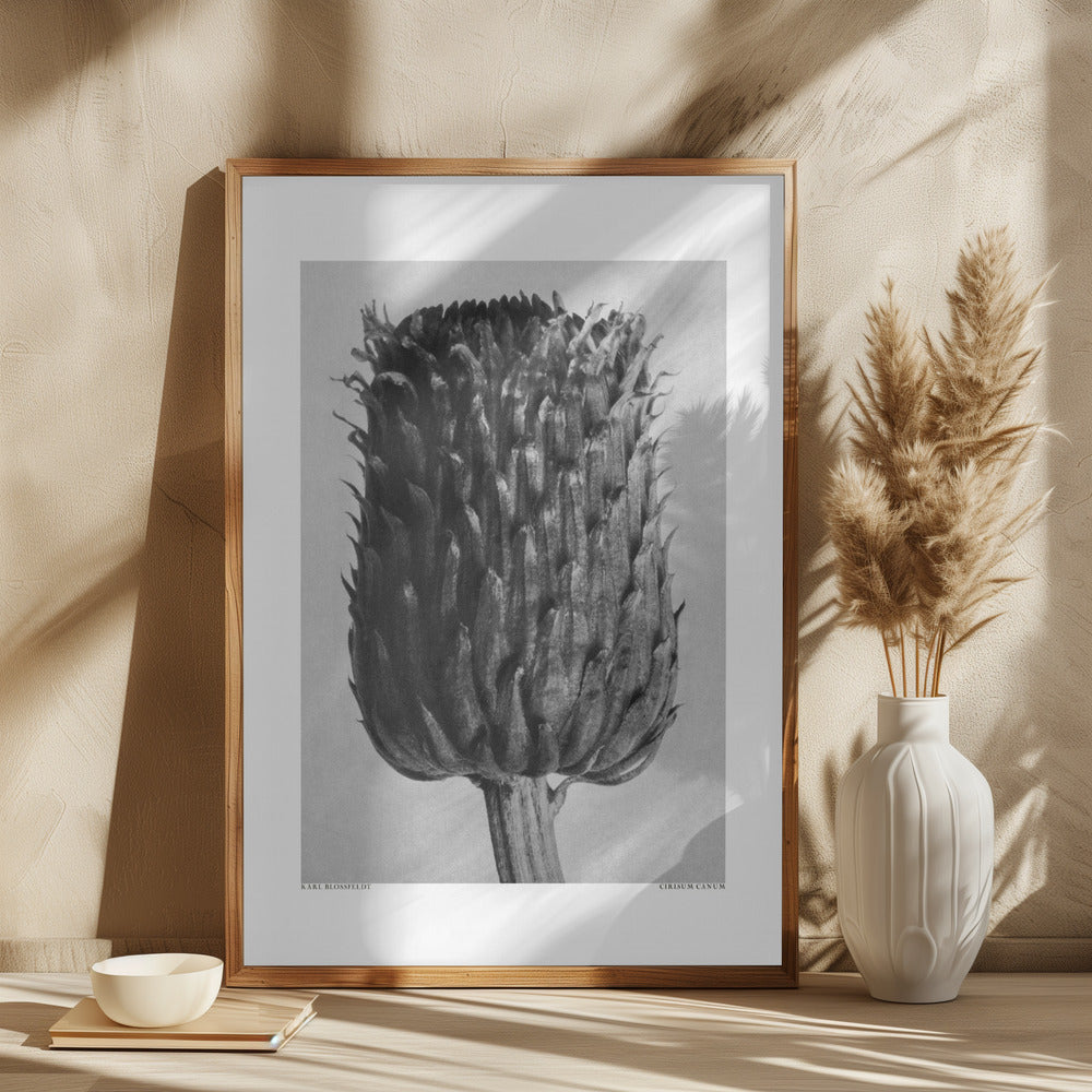 Cirsium Canum (Thistle) Poster och Canvastavla