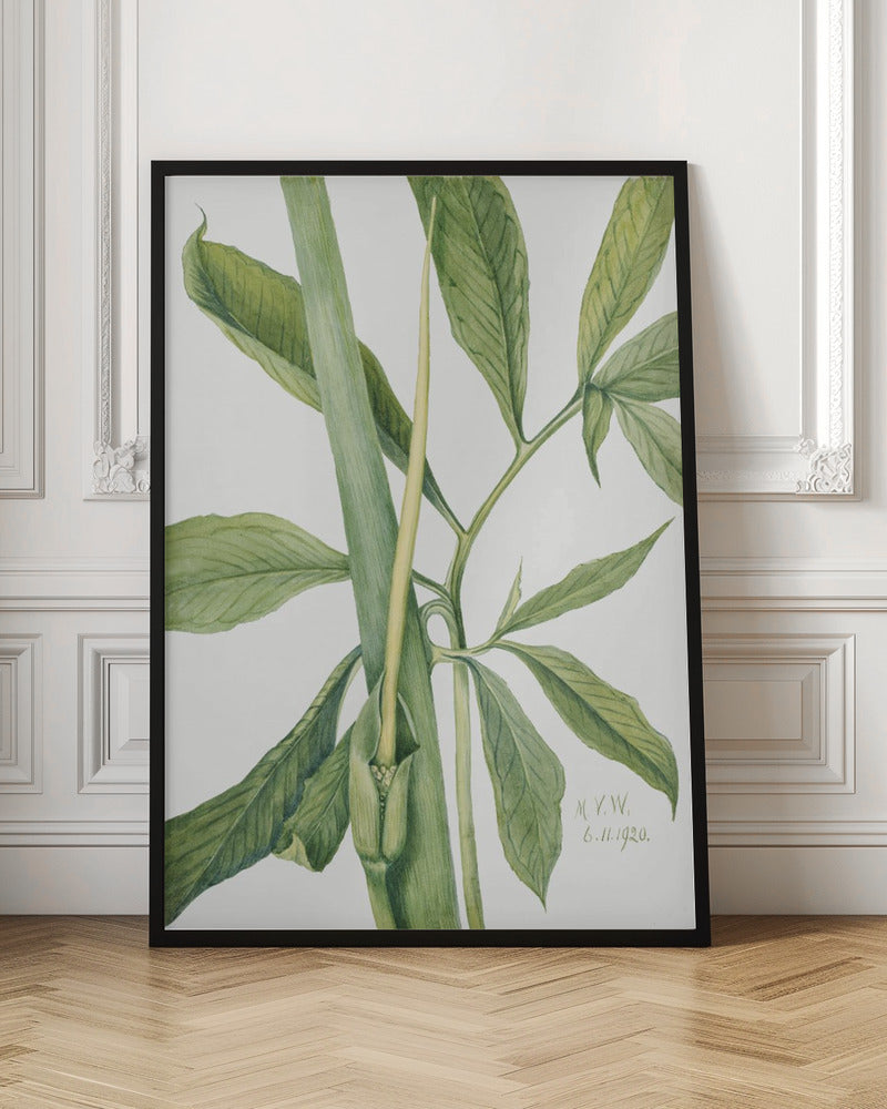 Greendragon (1920) Poster och Canvastavla