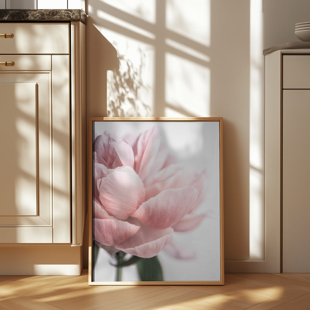 Peony 3 Poster och Canvastavla