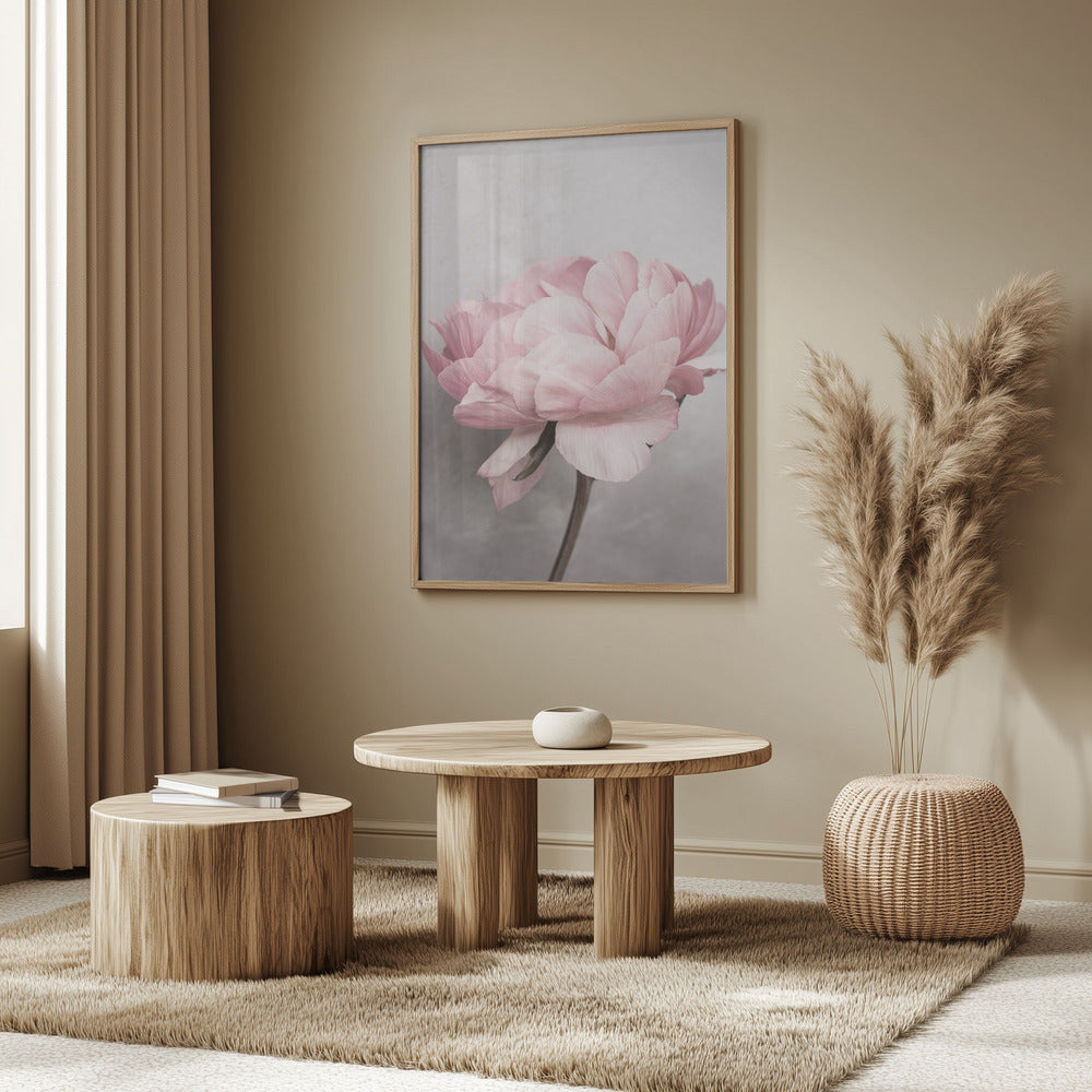 Peony Poster och Canvastavla