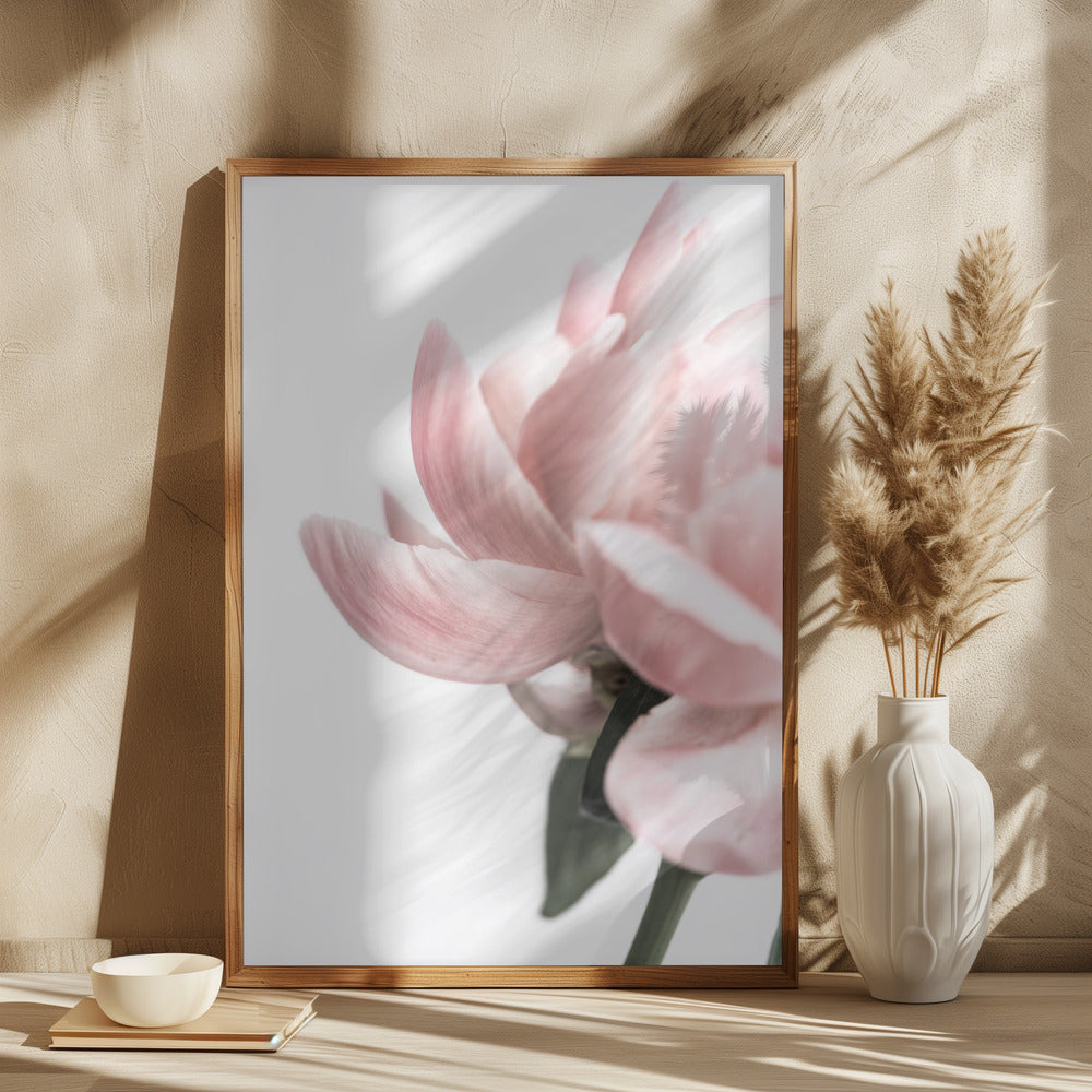 Peony 2 Poster och Canvastavla