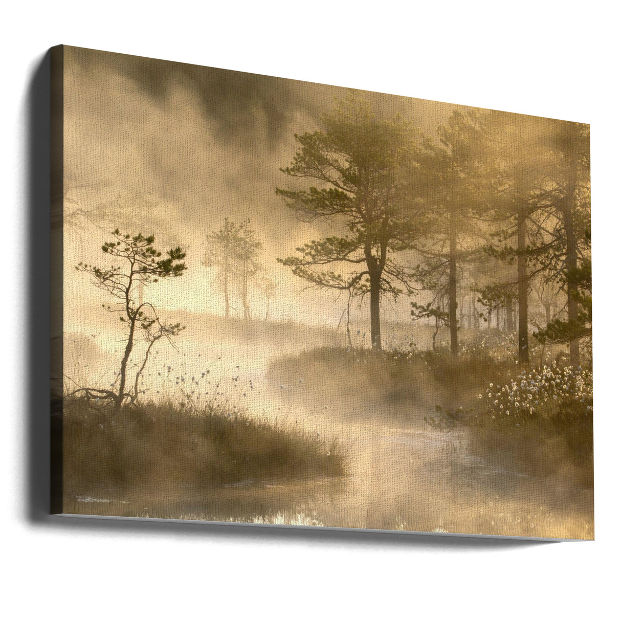 Swamp sunrise Poster och Canvastavla