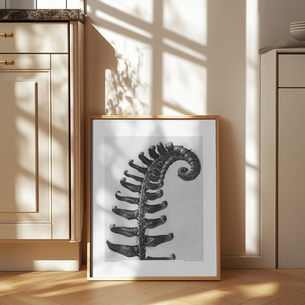 Polystichum Munitum Poster och Canvastavla