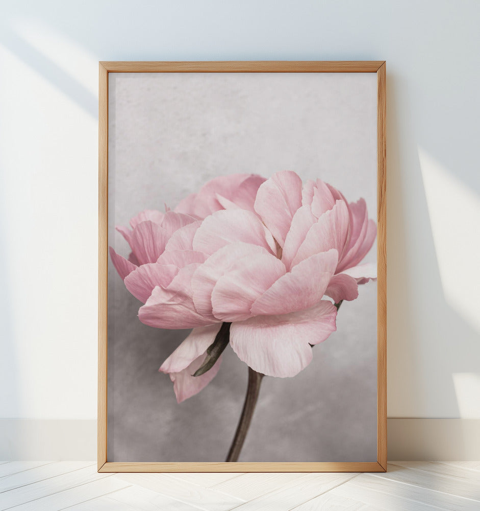 Peony Poster och Canvastavla