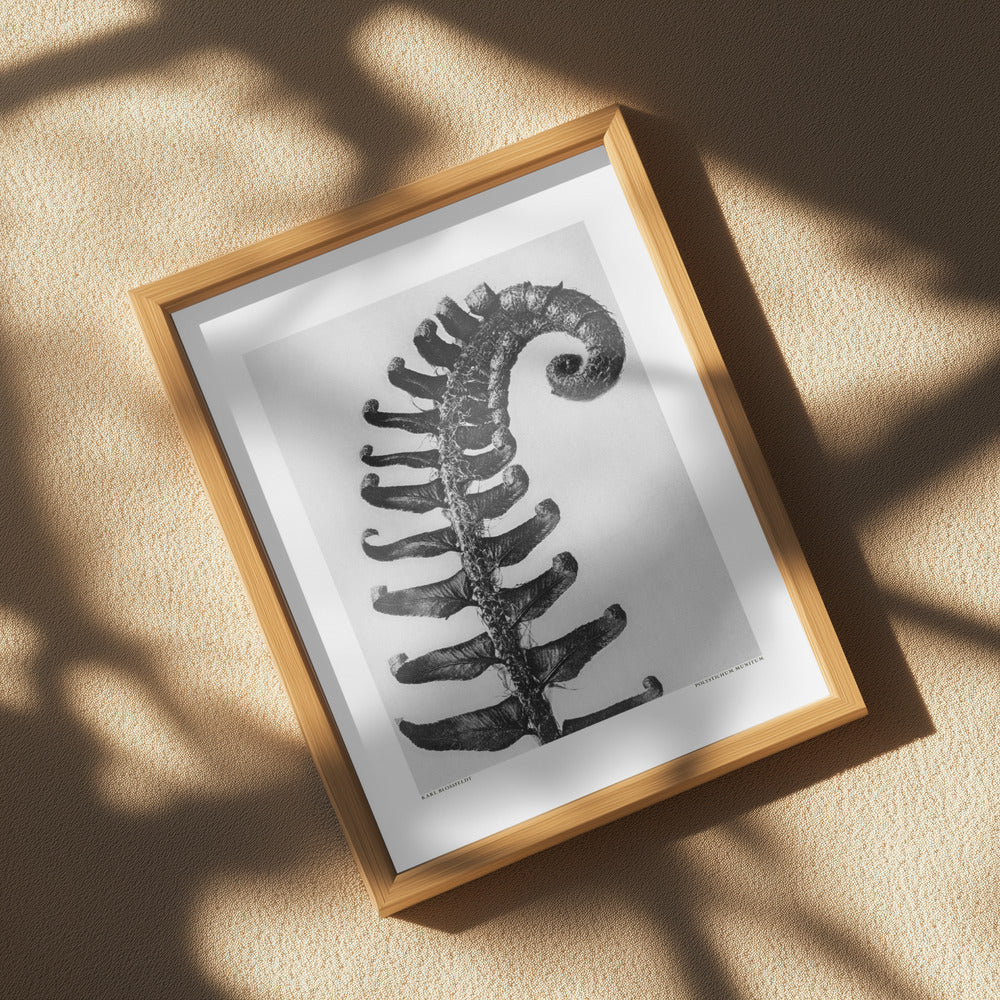 Polystichum Munitum Poster och Canvastavla