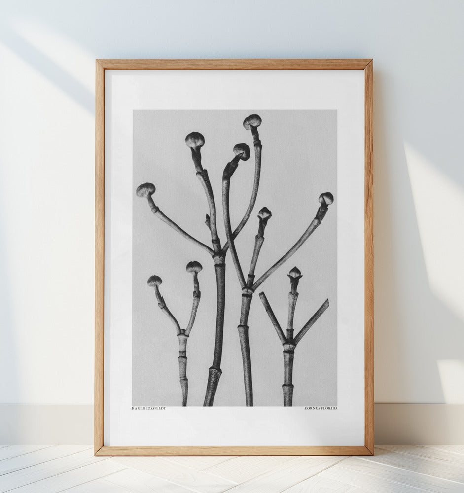 Cornus Florida Poster och Canvastavla