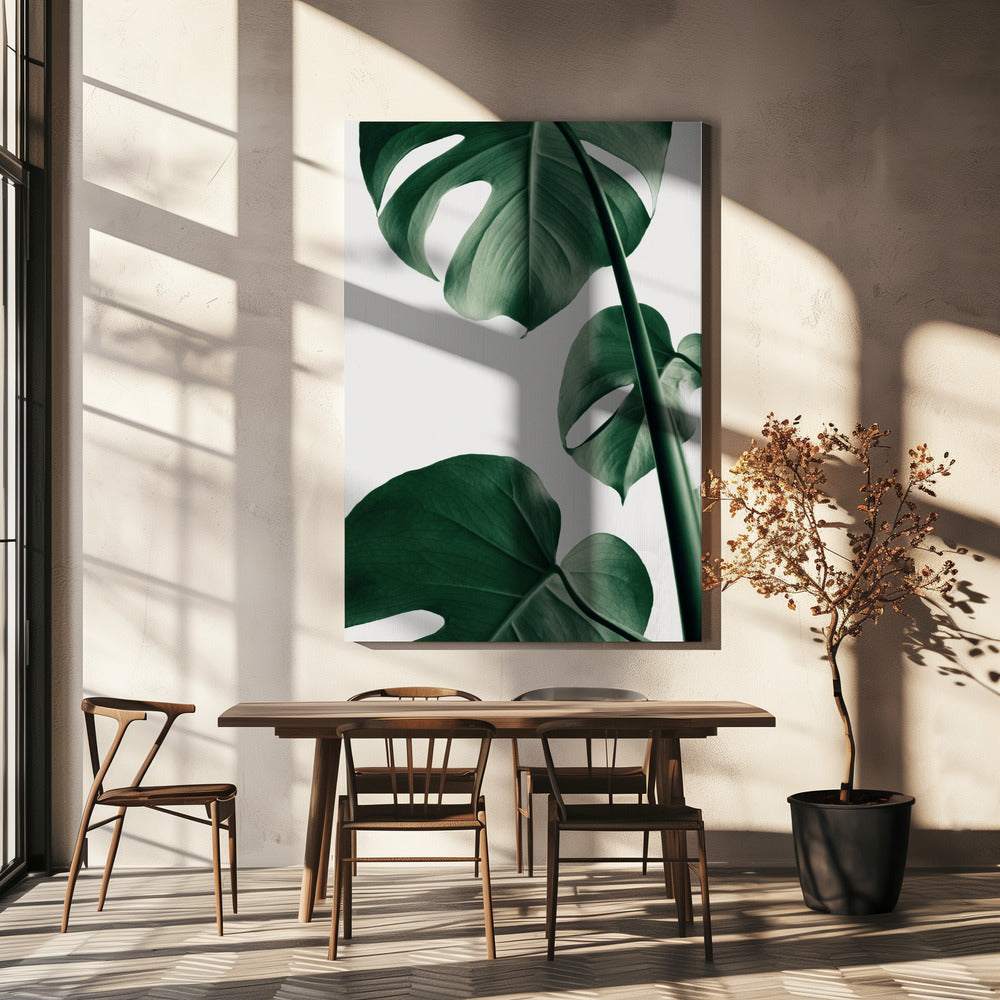 Monstera Natural 37 Poster och Canvastavla