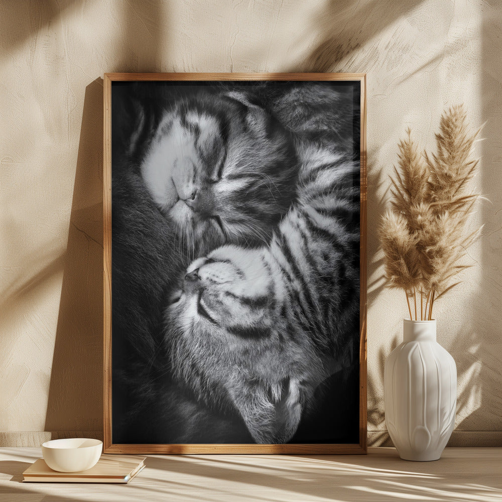 Yin and Yang Poster och Canvastavla