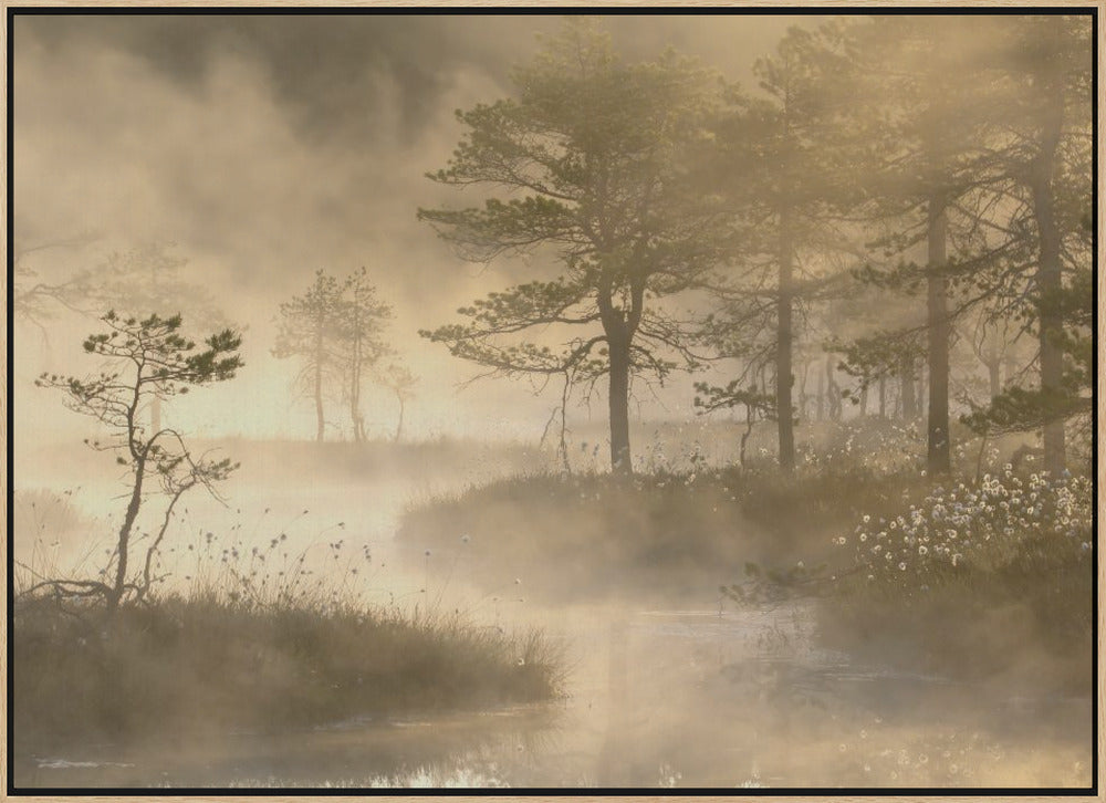 Swamp sunrise Poster och Canvastavla