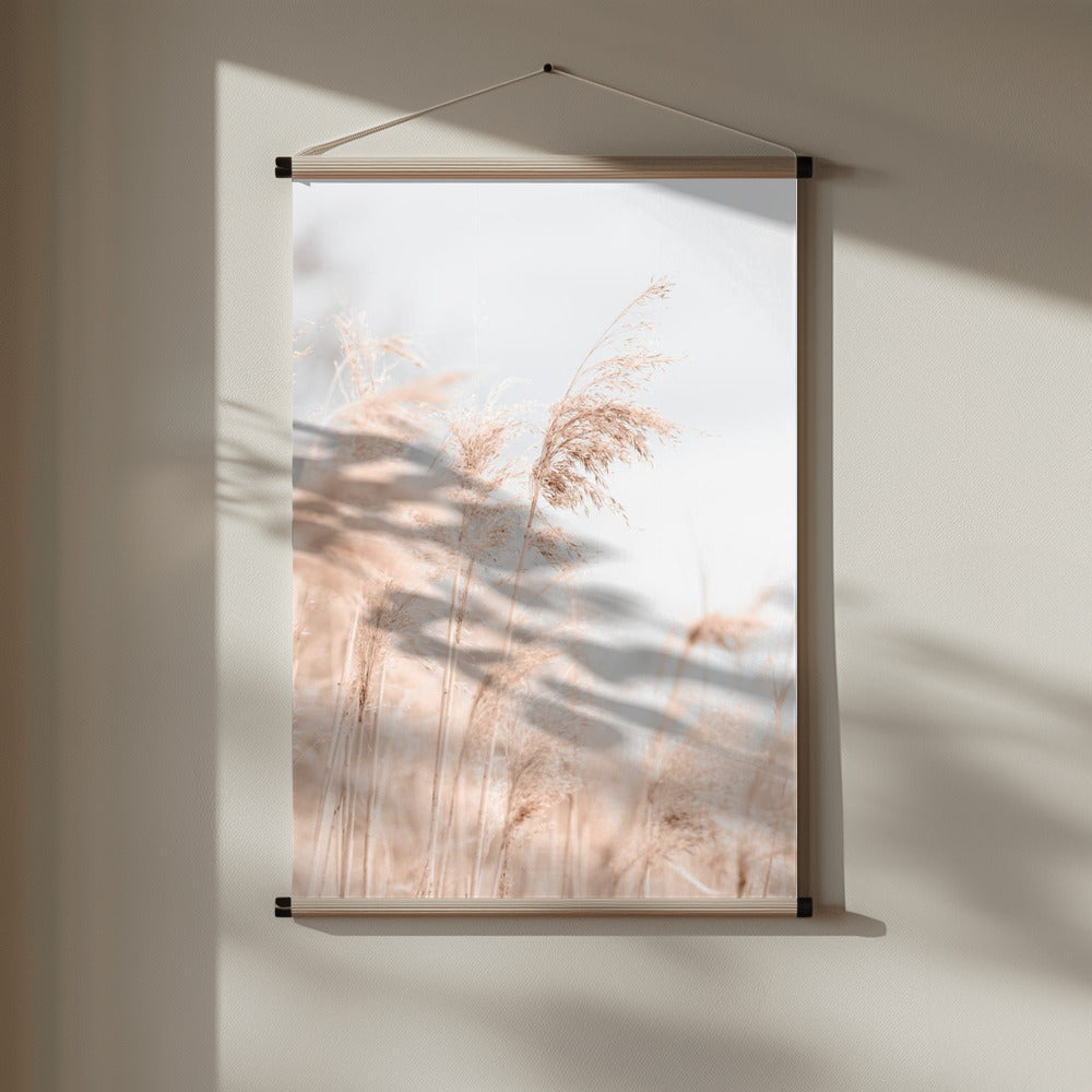 Grass Reed and sky_1 Poster och Canvastavla