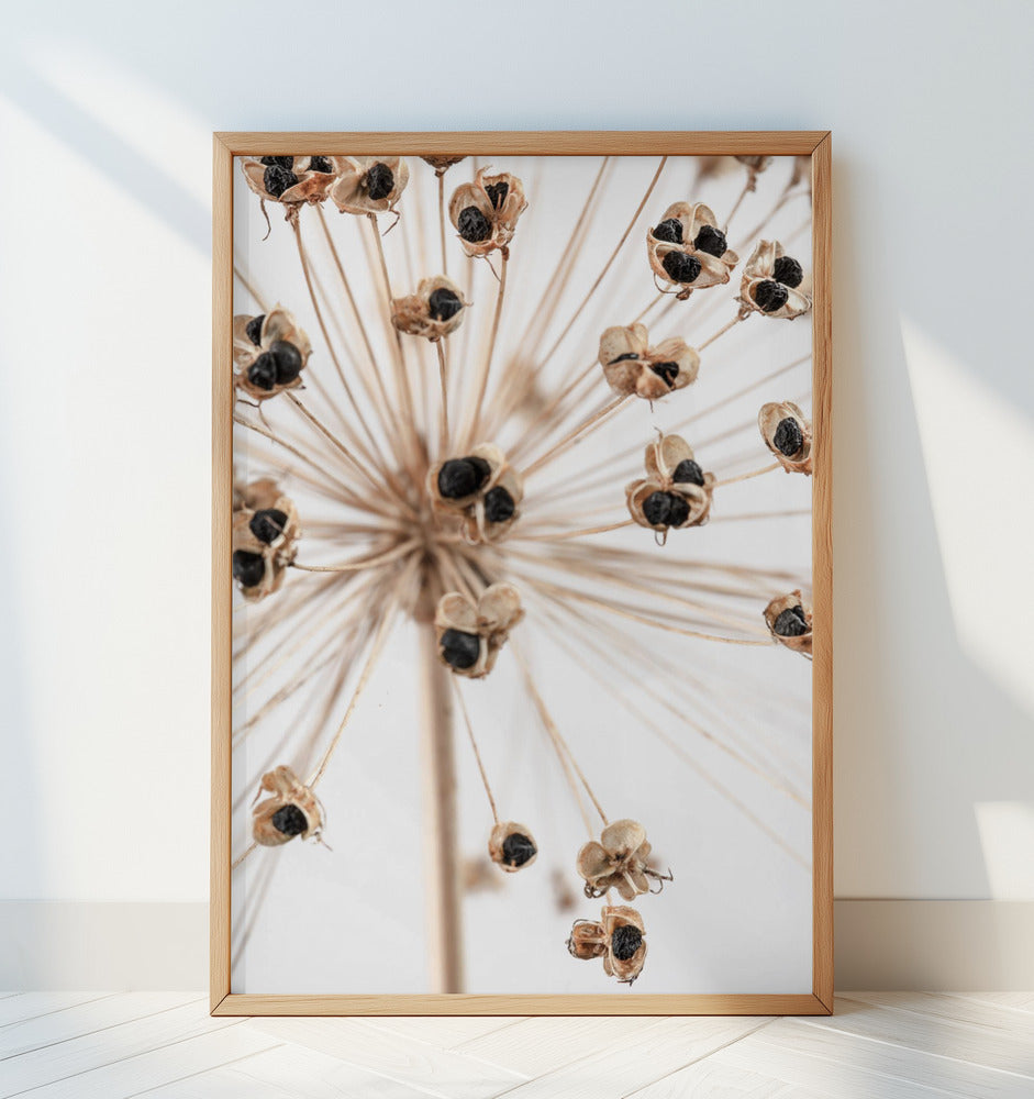 Dried_007 Poster och Canvastavla