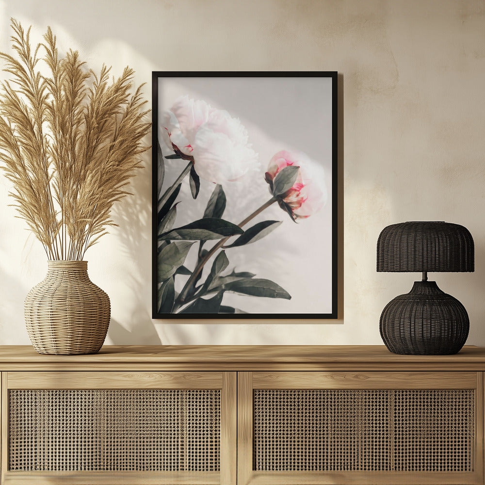 Peony 23 Poster och Canvastavla