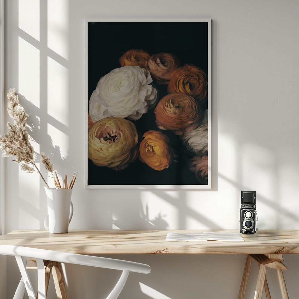 Ranunculus Poster och Canvastavla