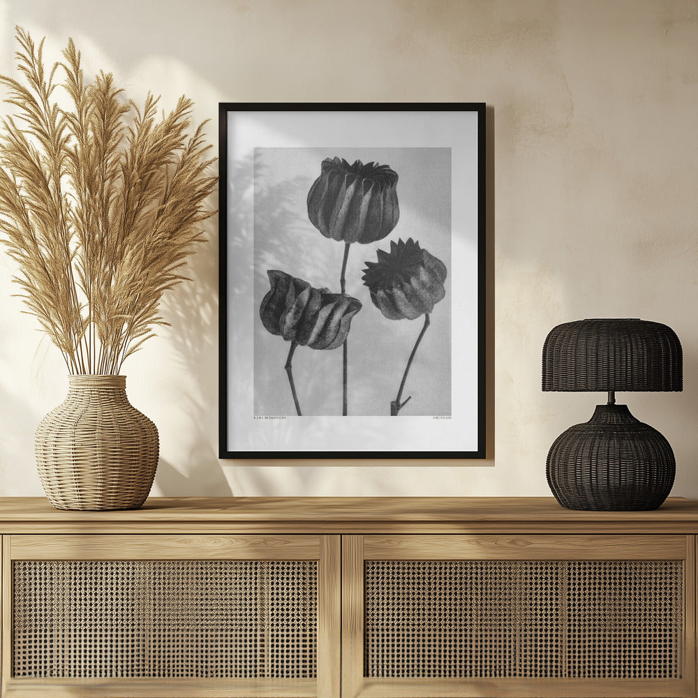 Abutilon (Lime Mallow Poster och Canvastavla