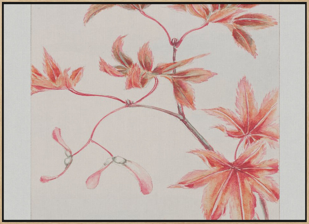 Branch of Momiji Maple Tree With Leaves and Seeds During 1870–1880 Poster och Canvastavla