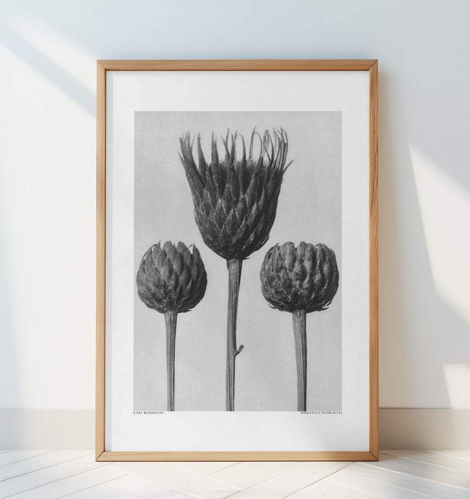 Serratula Nudicaulis Poster och Canvastavla