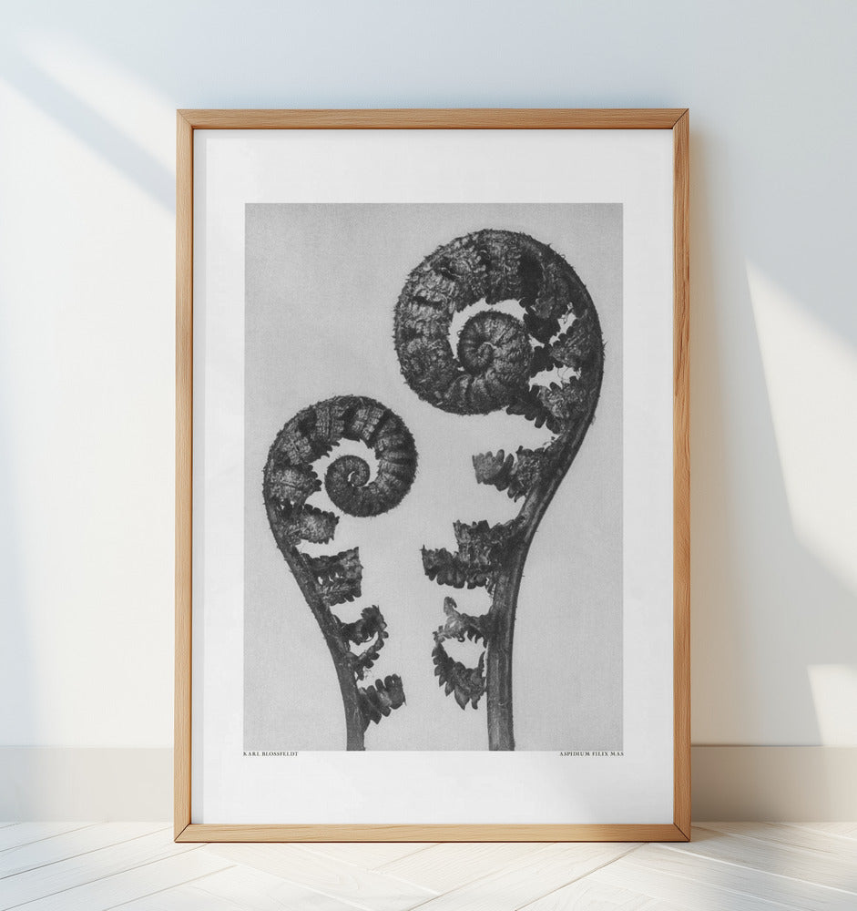 Aspidium Filix Mas Poster och Canvastavla