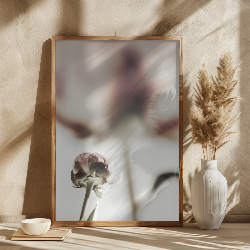 Peony 22 Poster och Canvastavla