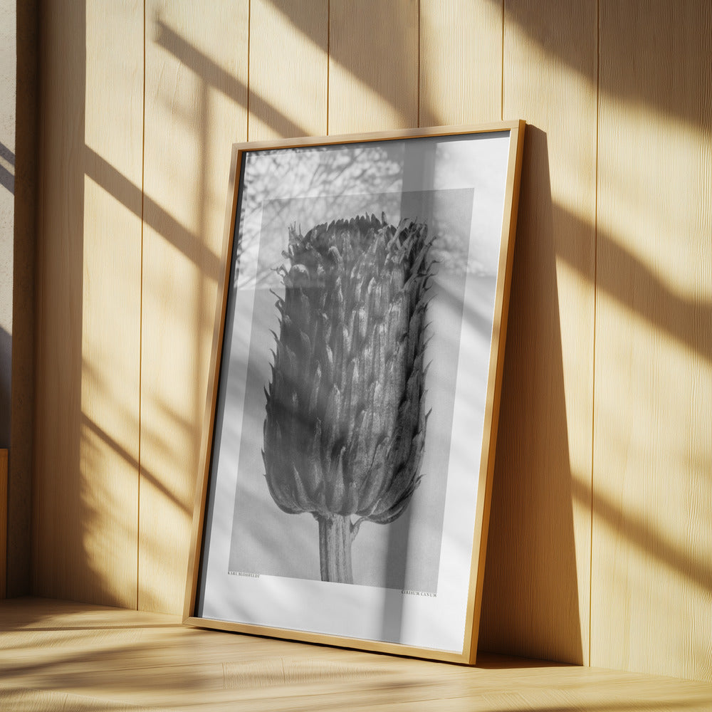 Cirsium Canum (Thistle) Poster och Canvastavla