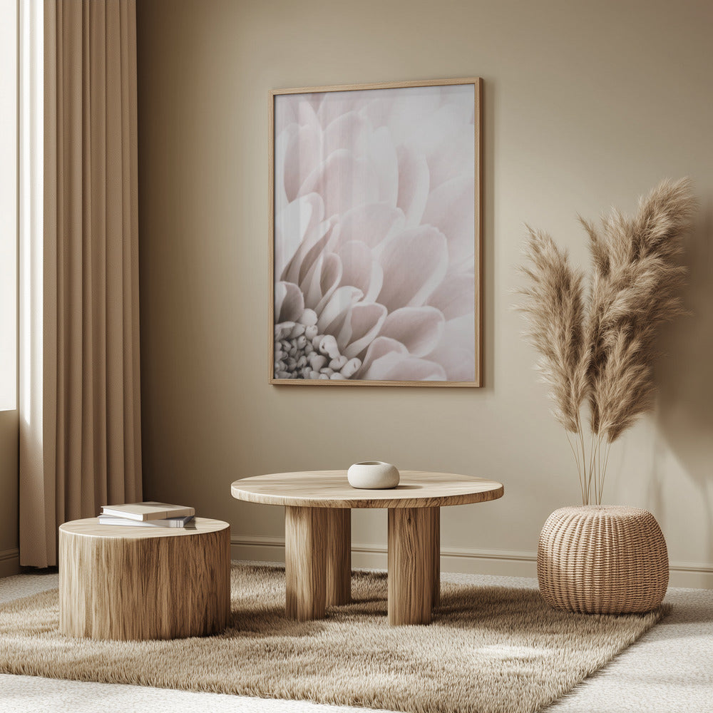 Chrysanthemum No 03 Poster och Canvastavla