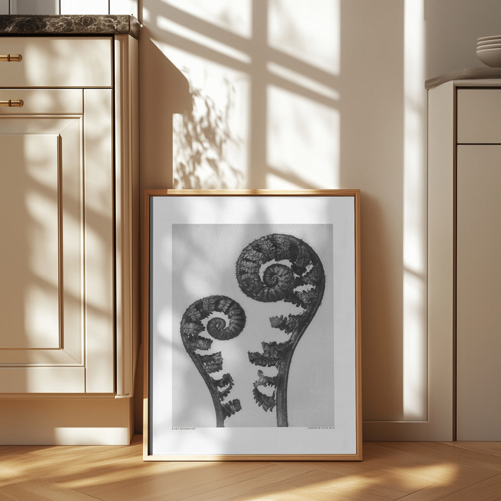 Aspidium Filix Mas Poster och Canvastavla