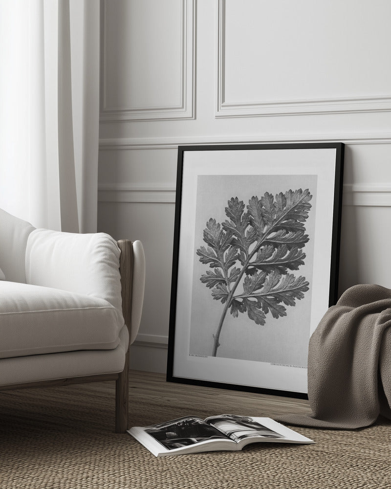 Chrysanthemum parthenium Poster och Canvastavla