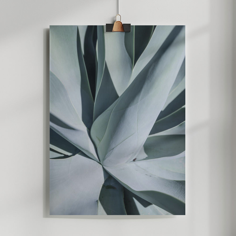 Aqua Cactus Poster och Canvastavla