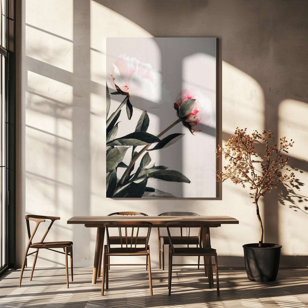 Peony 23 Poster och Canvastavla