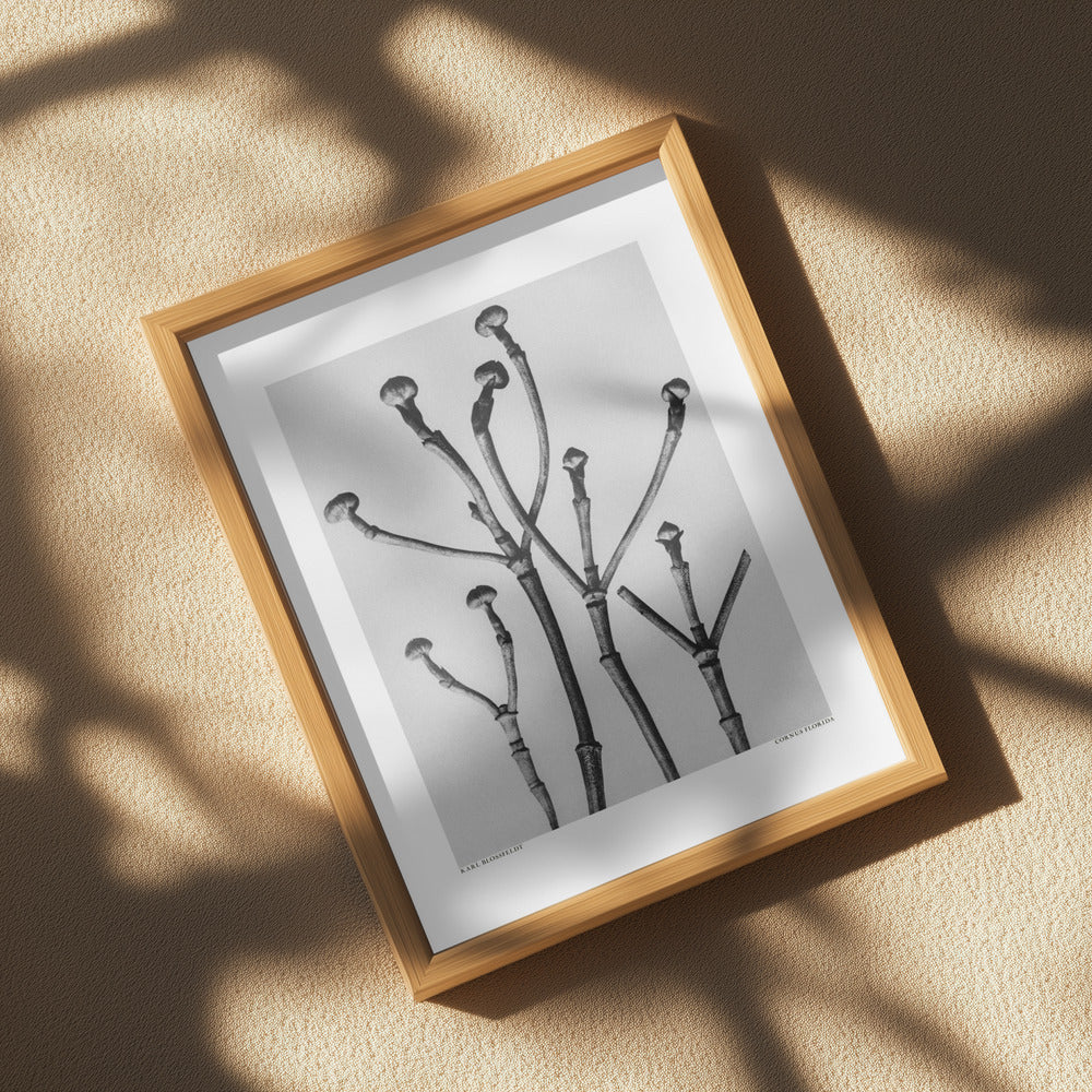 Cornus Florida Poster och Canvastavla