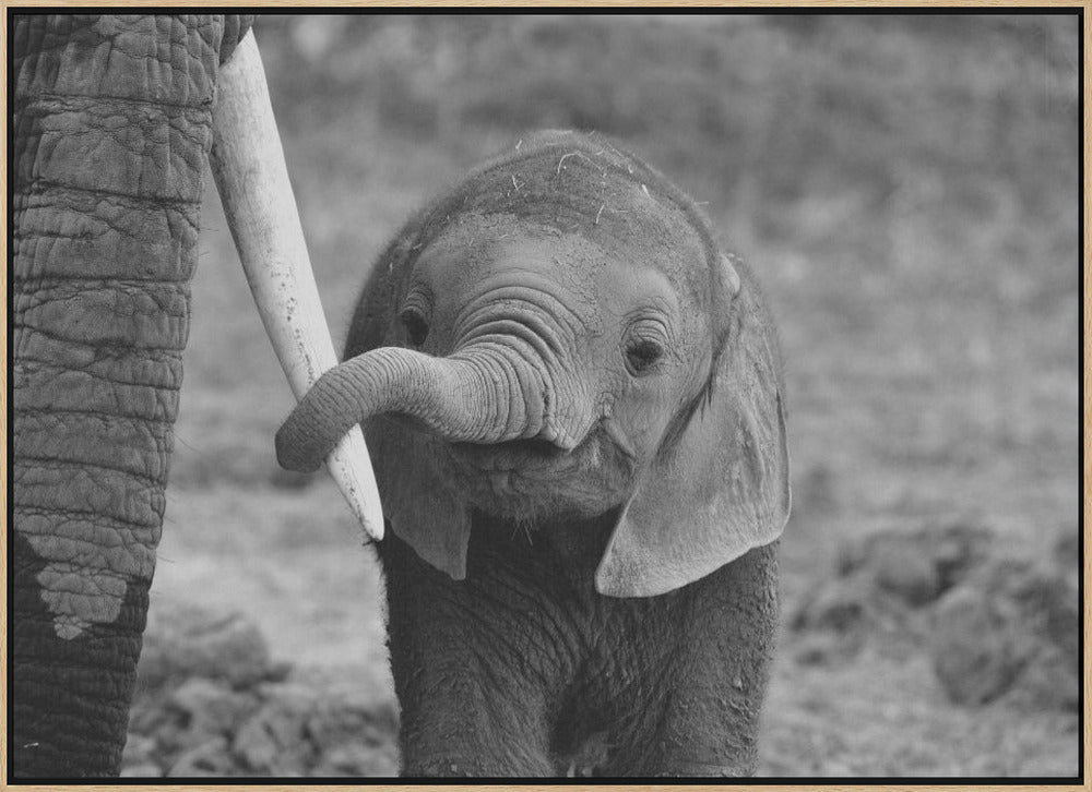 Close Poster och Canvastavla