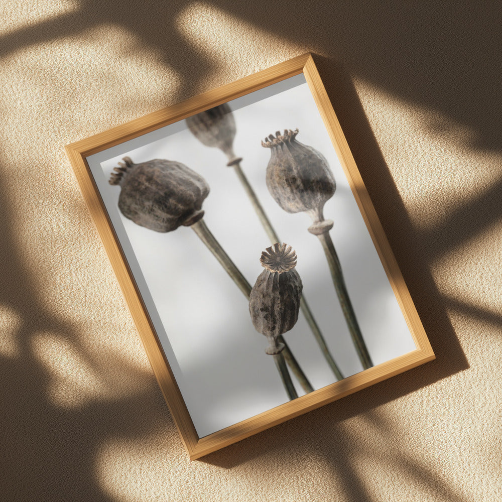 Dried_006 Poster och Canvastavla