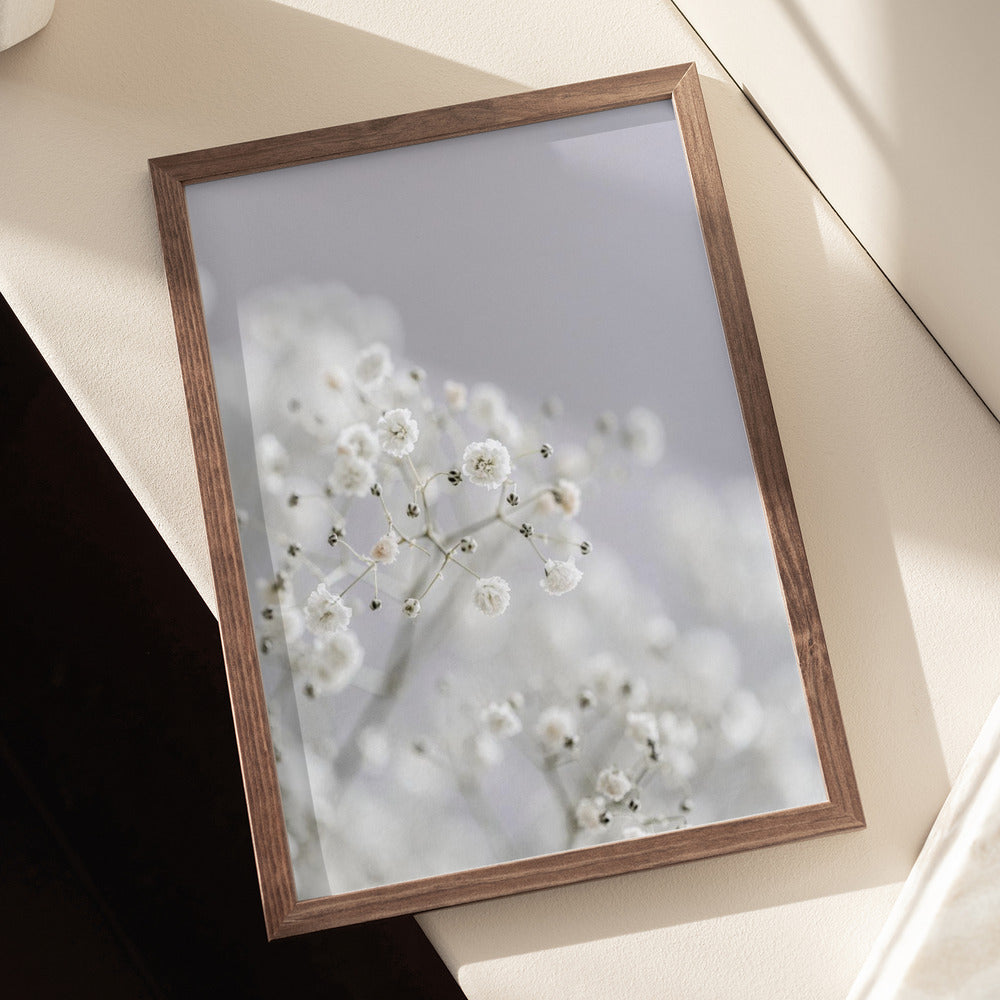Babys Breath Poster och Canvastavla